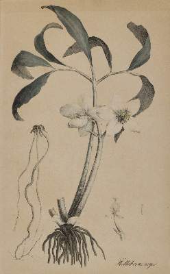 Bild Nr.2: 140-3405 Christrose u. Wasserschierling.: (Varia, Botanik)