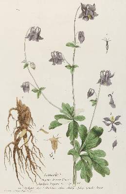 Bild Nr.1: 140-3406 Konvolut: (Varia, Botanik)