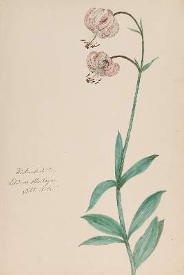 Bild Nr.3: 140-3408 Pflanzenaquarelle.: (Varia, Botanik)