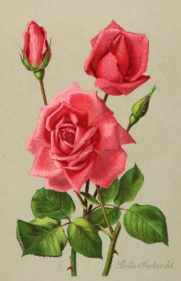 Bild Nr.1: 140-3409 Rosen.: (Varia, Botanik)