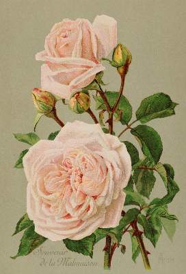 Bild Nr.2: 140-3409 Rosen.: (Varia, Botanik)