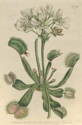 Bild Nr.1: 140-3410 Sammlung: (Varia, Botanik)