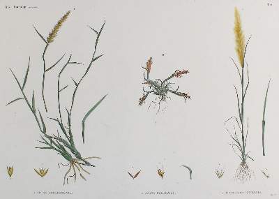 Bild Nr.1: 140-3411 Sammlung: (Varia, Botanik)