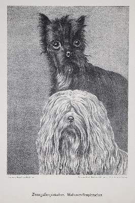 Bild Nr.2: 140-3427 Konvolut: (Varia, Hunde)