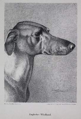 Bild Nr.3: 140-3427 Konvolut: (Varia, Hunde)