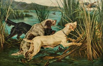 Bild Nr.1: 140-3429 Da Vida.: (Varia, Jagd)