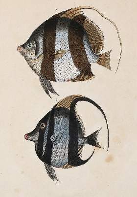 Bild Nr.1: 140-3484 Fische - Fischfang.: (Varia, Zoologie)
