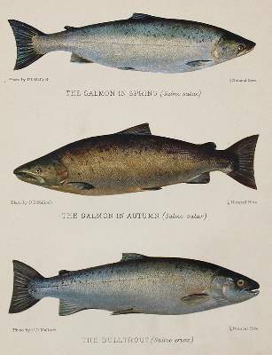 Bild Nr.10: 140-3484 Fische - Fischfang.: (Varia, Zoologie)