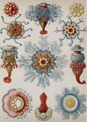 Bild Nr.2: 140-3484 Fische - Fischfang.: (Varia, Zoologie)