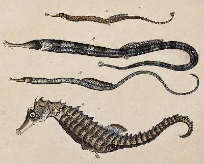 Bild Nr.3: 140-3484 Fische - Fischfang.: (Varia, Zoologie)