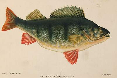 Bild Nr.5: 140-3484 Fische - Fischfang.: (Varia, Zoologie)