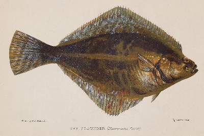 Bild Nr.6: 140-3484 Fische - Fischfang.: (Varia, Zoologie)