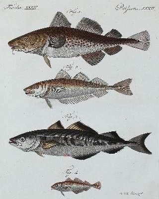Bild Nr.9: 140-3484 Fische - Fischfang.: (Varia, Zoologie)