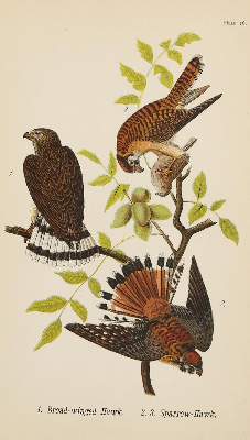 Bild Nr.2: 140-3485 Naumann,J.F.: (Varia, Zoologie)