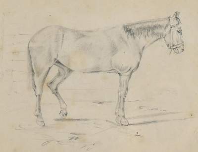 Bild Nr.1: 140-3486 Tiere.: (Varia, Zoologie)