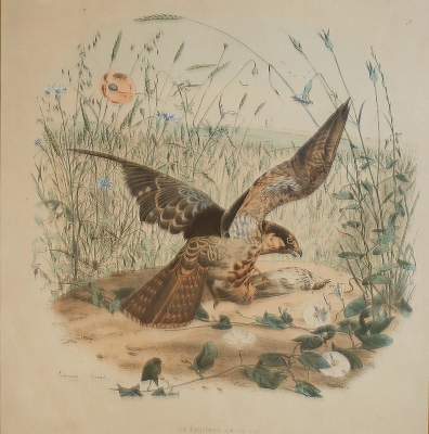 Bild Nr.1: 140-3487 Vögel.: (Varia, Zoologie)