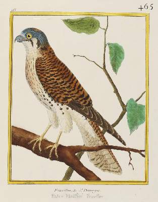 Bild Nr.1: 140-3488 Vögel.: (Varia, Zoologie)