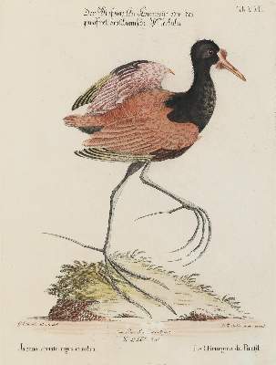 Bild Nr.2: 140-3488 Vögel.: (Varia, Zoologie)