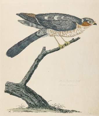 Bild Nr.3: 140-3488 Vögel.: (Varia, Zoologie)