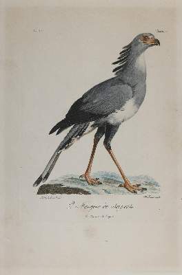 Bild Nr.2: 140-3489 Vögel.: (Varia, Zoologie)