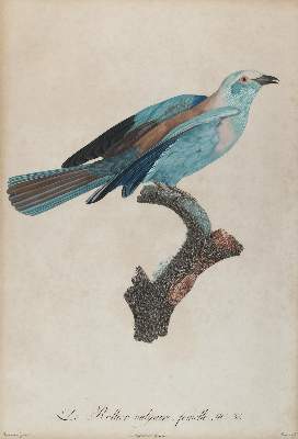 Bild Nr.1: 140-3490 Blauracke.: (Varia, Zoologie, Vögel)