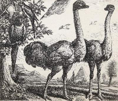 Bild Nr.1: 140-4119 Hollar, Wenzel: (Künstlergraphik)