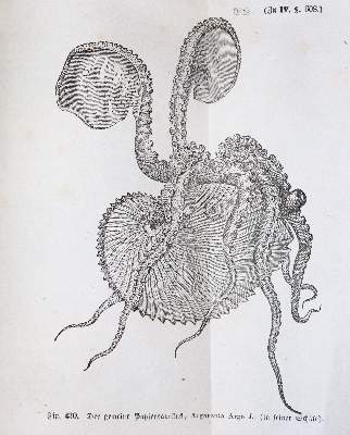 Bild Nr.4: 140-843 Konvolut: (Varia)