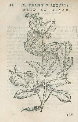 Große Abbildung Nr.3: 141-1609 Alpini,P.: (Botanik, Ägypten)