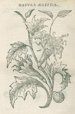 Große Abbildung Nr.4: 141-1609 Alpini,P.: (Botanik, Ägypten)