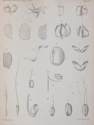 Große Abbildung Nr.4: 141-1611 Botanische Zeitung.: (Botanik)