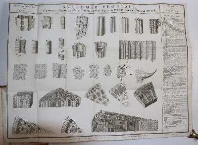 Große Abbildung Nr.2: 141-1612 Briseau de Mirbel,C.F.: (Botanik)