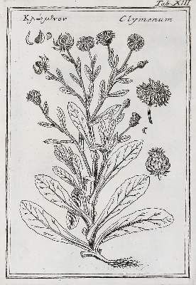 Große Abbildung Nr.1: 141-1613 Colonna,F.: (Botanik)