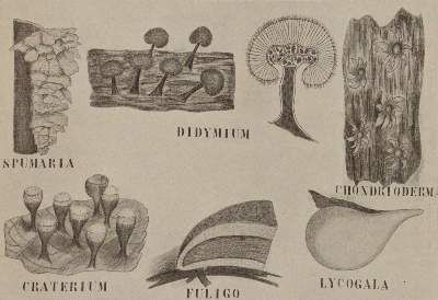 Große Abbildung Nr.2: 141-1626 Lotsy,J.P.: (Botanik)