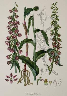 Große Abbildung Nr.1: 141-1628 Barla,J.B.: (Botanik, Orchideen)
