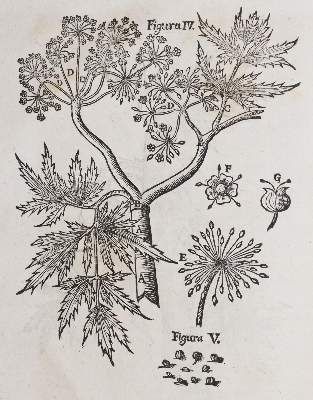 Große Abbildung Nr.2: 141-1631 Wepfer,J.J.: (Botanik, Pilze, Schierling)