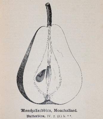 Große Abbildung Nr.2: 141-1632 Lucas,F.: (Botanik, Pomologie)