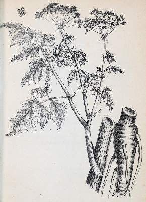 Große Abbildung Nr.2: 141-1637 (Hegetschweiler,J.).: (Botanik, Schweiz)