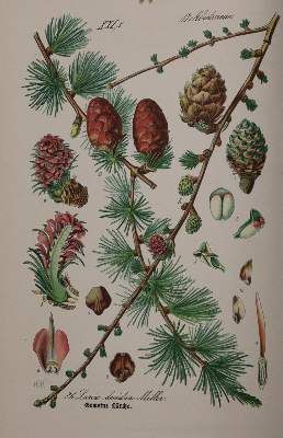 Große Abbildung Nr.4: 141-1641 Thome,(O.W.): (Botanik)