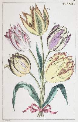 Große Abbildung Nr.1: 141-1644 Tulpen.: (Botanik)