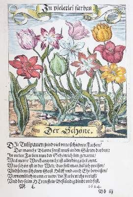 Große Abbildung Nr.4: 141-1644 Tulpen.: (Botanik)