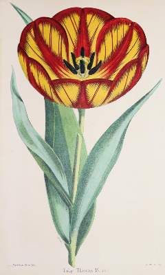 Große Abbildung Nr.5: 141-1644 Tulpen.: (Botanik)