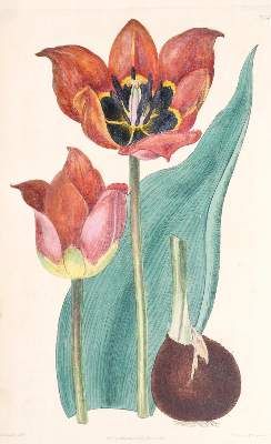 Große Abbildung Nr.6: 141-1644 Tulpen.: (Botanik)