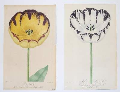 Große Abbildung Nr.62: 141-1644 Tulpen.: (Botanik)