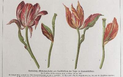 Große Abbildung Nr.64: 141-1644 Tulpen.: (Botanik)