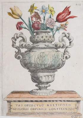 Große Abbildung Nr.65: 141-1644 Tulpen.: (Botanik)