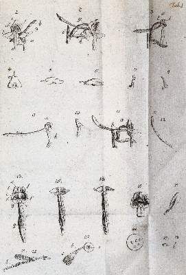 Große Abbildung Nr.3: 141-1645 Uster,P. (Hrsg.).: (Botanik)