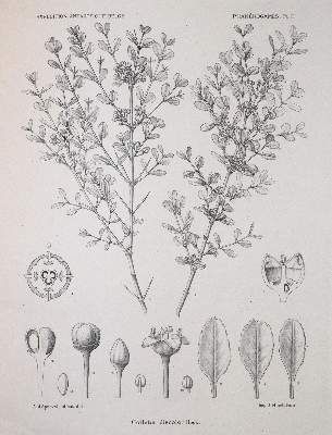 Große Abbildung Nr.3: 141-1647 Wildeman,E.de.: (Botanik)