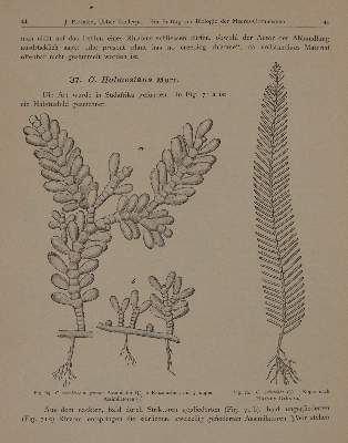 Große Abbildung Nr.5: 141-1649 Wissenschaftliche Meeresuntersuchungen.: (Botanik)