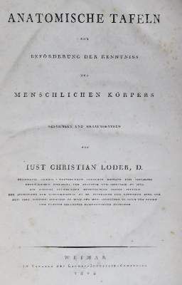 Große Abbildung Nr.1: 141-1651 Loder,J.C.: (Medizin, Anatomie)