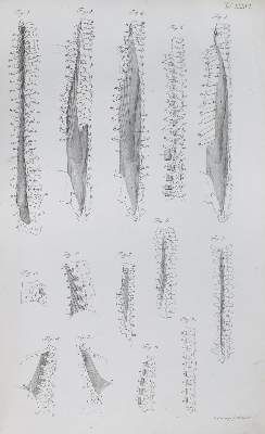 Große Abbildung Nr.4: 141-1651 Loder,J.C.: (Medizin, Anatomie)